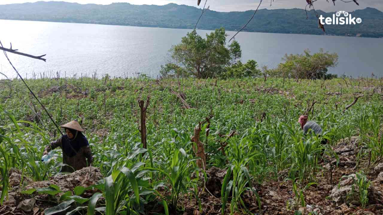 Petani Mengeluh, Tanaman Jagung di Buton Selatan Diserang Ulat Grayak
