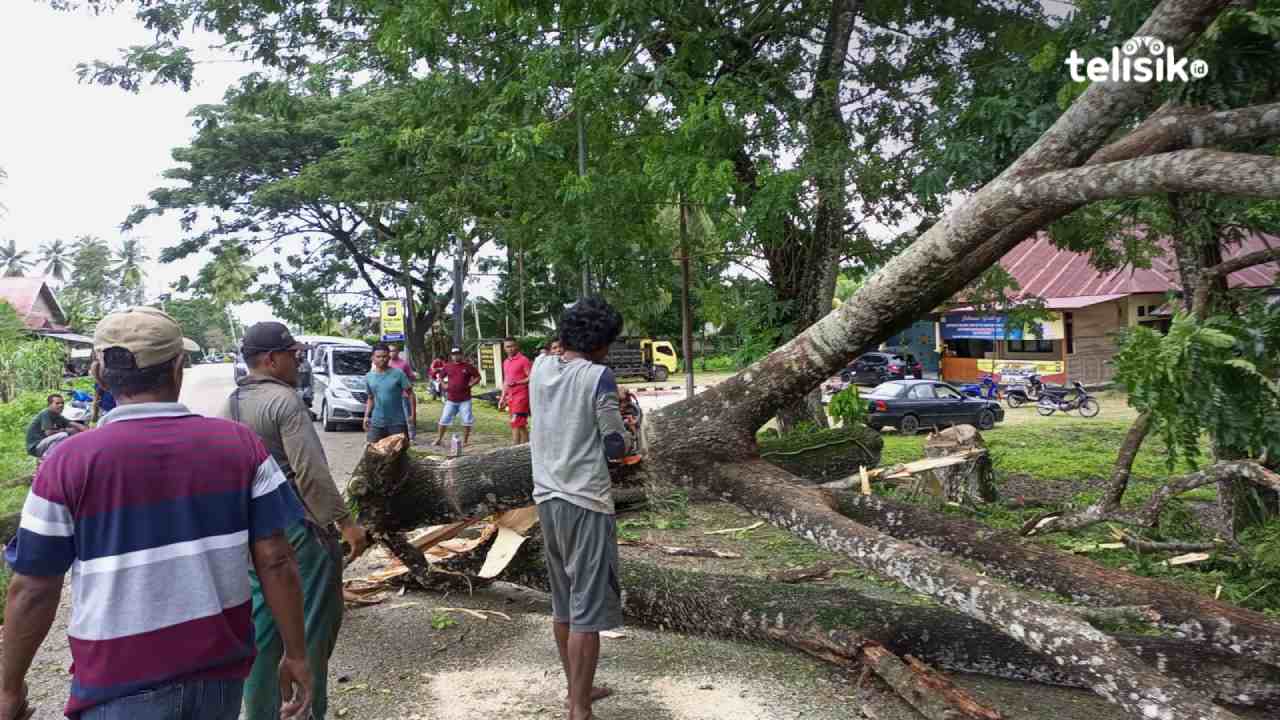 Pohon Besar Tumbang Bikin Macet dan Listrik Padam di Waliabuku Baubau