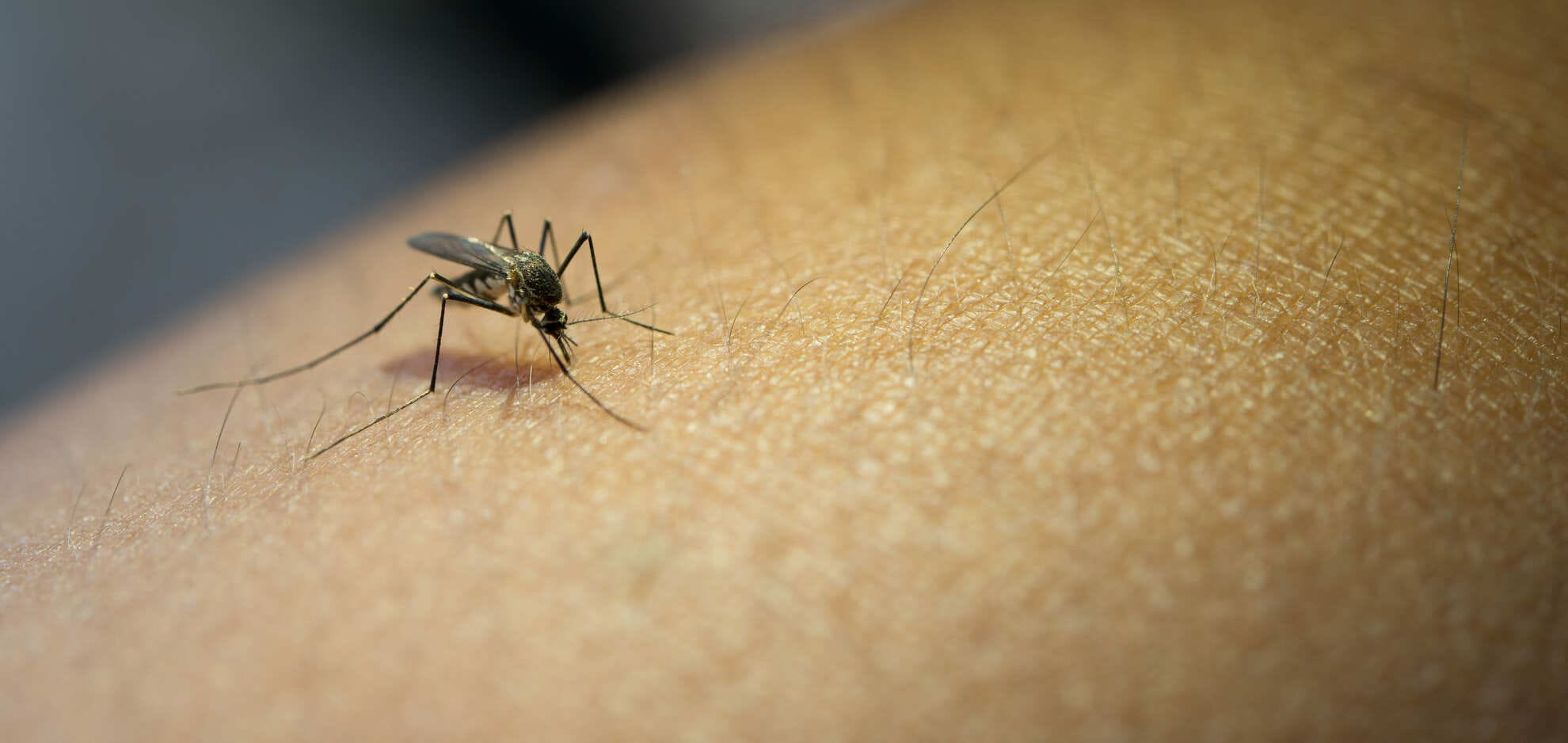 Telur Nyamuk Aedes Ternyata Bisa Bertahan Setahun