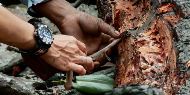 Viral di Media Sosial, Cacing Kayu Tembiluk Miliki Banyak Manfaat untuk Kesehatan