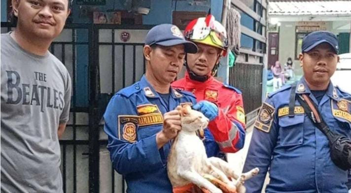Viral: Kelakuan Barbar Kucing Orange Bikin Warga Panggil Damkar karena Takut