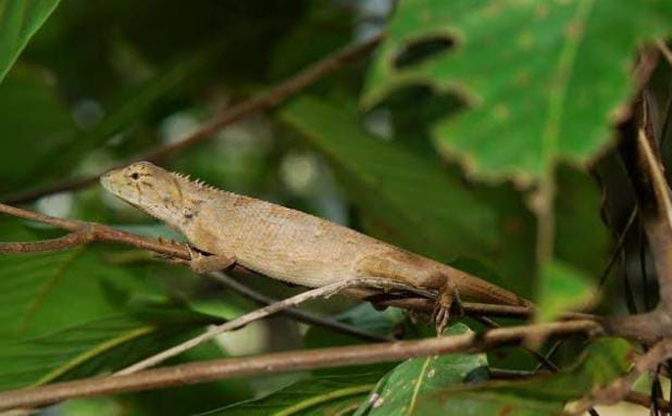 Deretan Hewan dengan Mata Paling Unik di Dunia