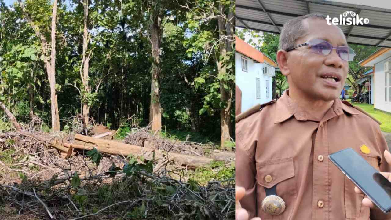 DLH Muna Barat Tebang Pohon di Kawasan Lindung, Ini Alasannya