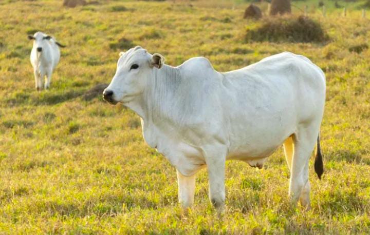 Fakta Unik Sapi yang Belum Diketahui Banyak Orang