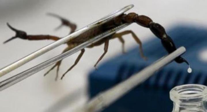 Hewan Ini Ternyata Bisa Hasilkan Uang hingga Miliaran Rupiah