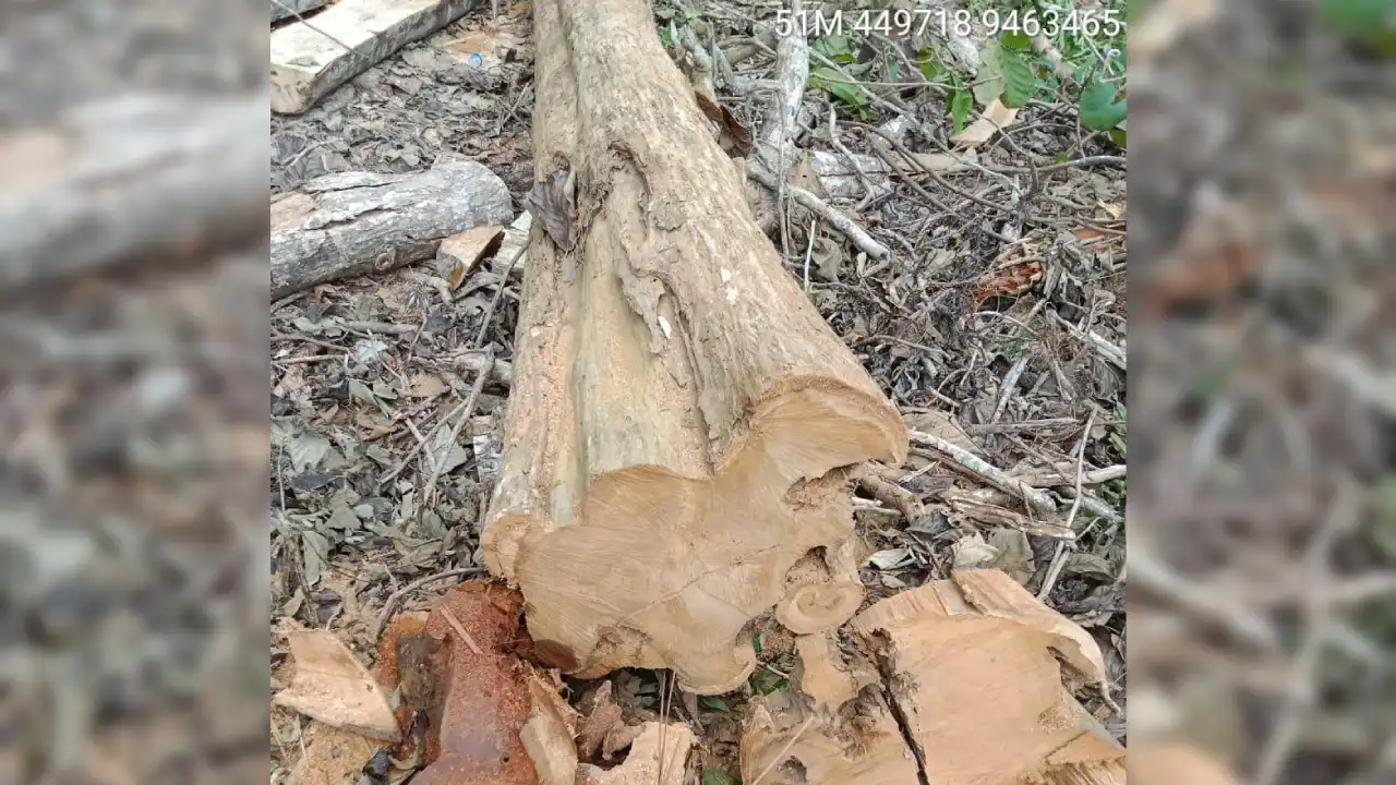 Masyarakat Pertanyakan Keberadaan Batang Jati yang Tiba-Tiba Hilang
