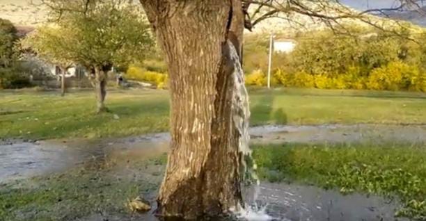 Pohon Murbei di Montenegro Mengeluarkan Air Tanpa Henti, Bisa Jadi Ide Traveling