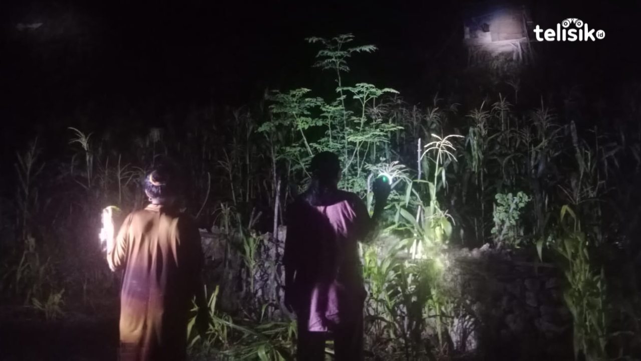 Serangan Monyet dan Babi Hutan Resahkan Petani di Buton Selatan