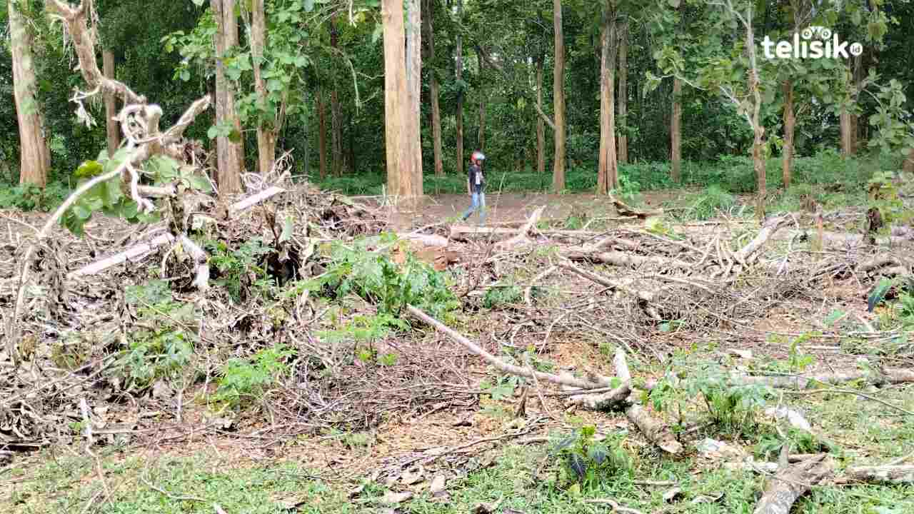 Soal Penebangan Pohon Jati jadi Polemik, Ini Respon KNPI Muna Barat