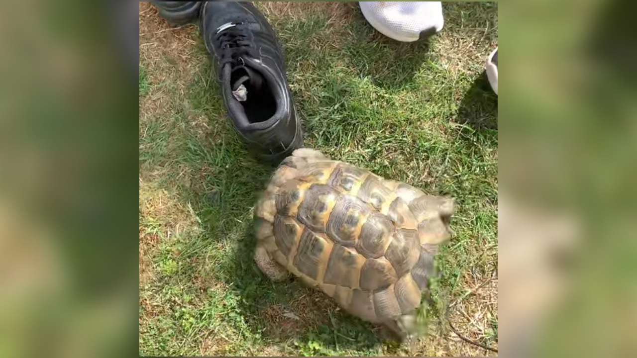 Ternyata Ini Alasan Kura-Kura Tak Suka Warna Hitam