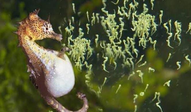 Unik, Kuda Laut Jantan Ternyata Bisa Lahiran