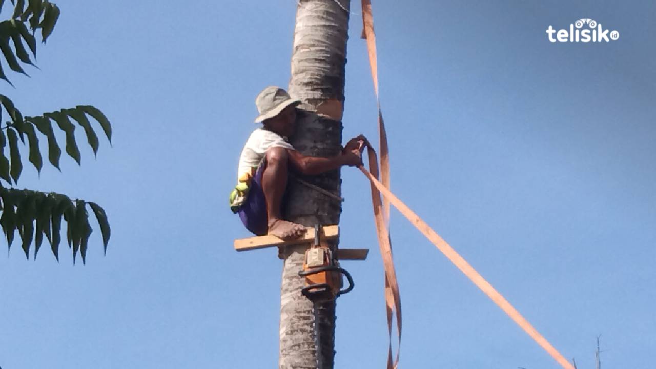 Foto Humanis: Tebang Pohon Pembawa Rejeki