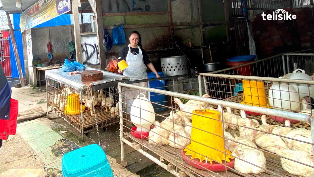 Harga Ayam Potong di Kota Baubau Naik Jelang Ramadan