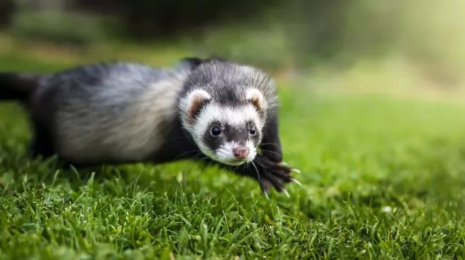 Langka dan Terancam Punah, Ilmuwan Berhasil Kloning Musang Kaki Hitam