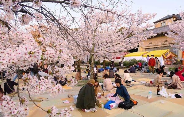 Mengenal Tradisi Hanami saat Pohon Sakura Berbunga di Jepang
