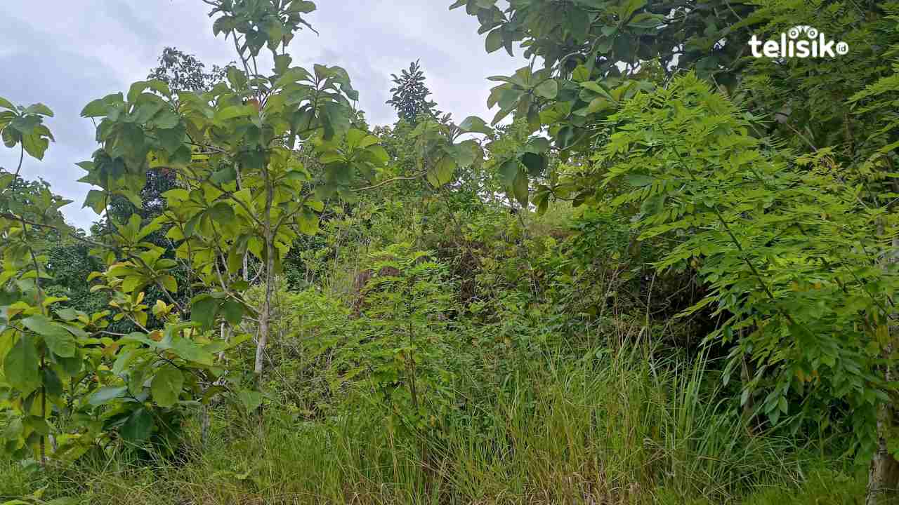 Mistik: Akibat Tak Menjaga Tata Krama di Puncak Gunung, Makhluk Supranatural Sambar Pria hingga Amnesia