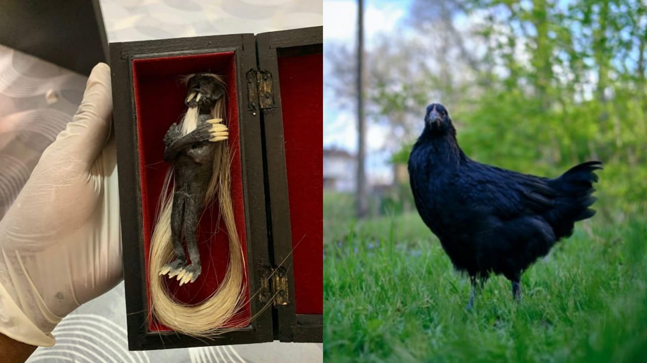 Mistik: Cerita Pemilik Benda Bertuah Diberi Asupan Darah Segar Tiap Minggu