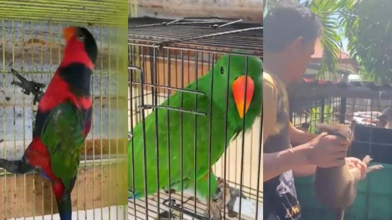 Penyeludupan Satwa Lindung Berhasil Digagalkan di Pelabuhan Murhum Baubau