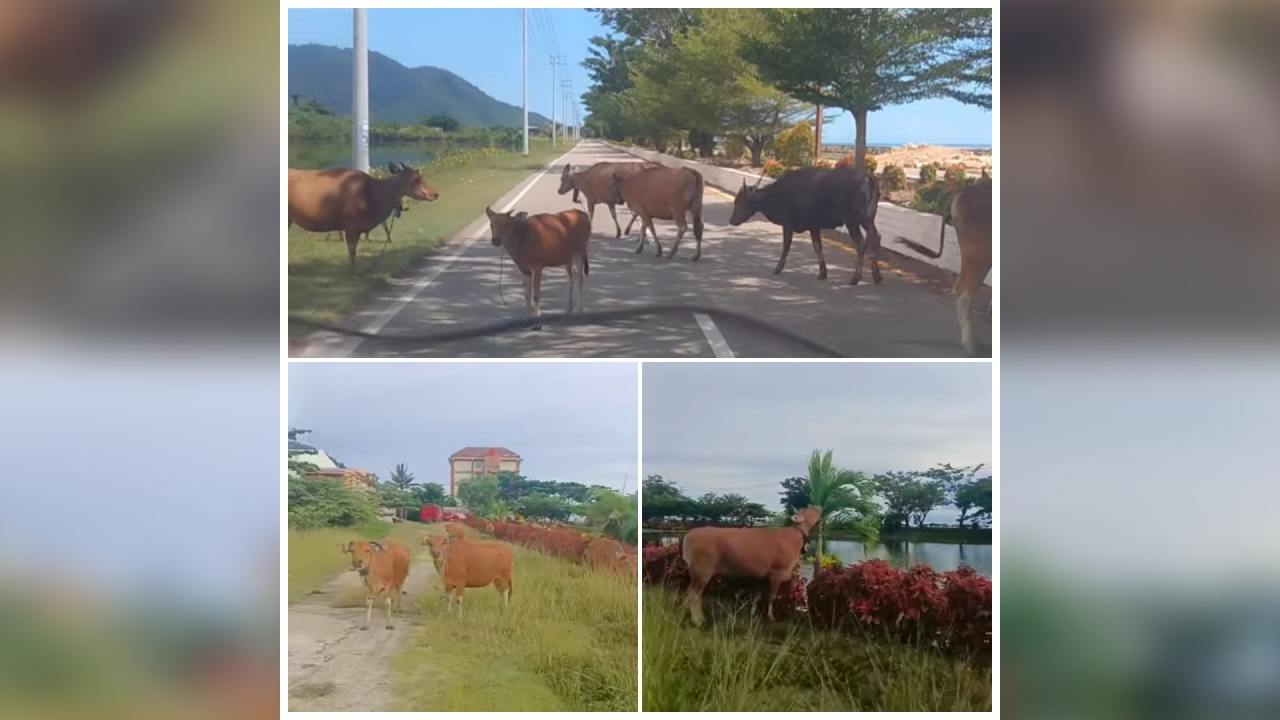 Sapi di Kolaka Utara Meresahkan Sering ke Badan Jalan dan Taman Kota