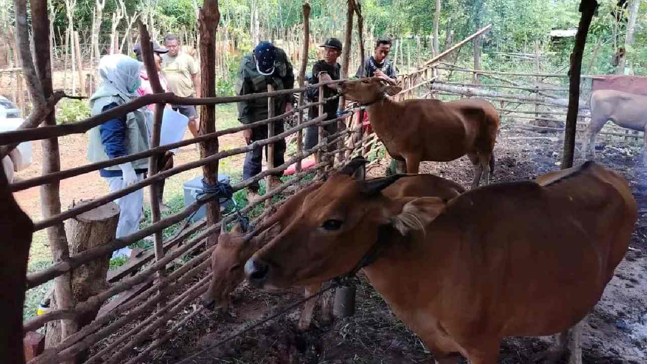 12 Ribu Lebih Ekor Hewan Kurban Tersedia Jelang Idul Adha 2024