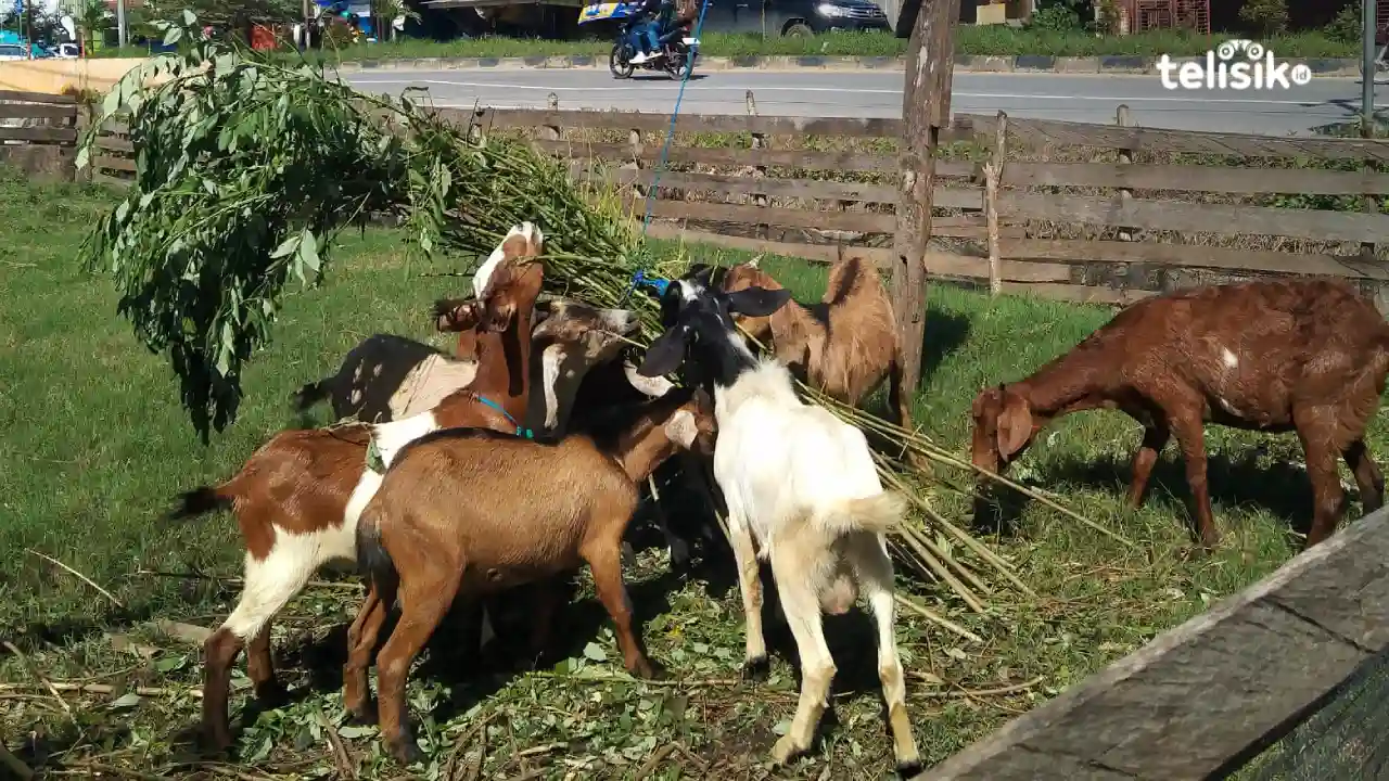 Menjelang Hari Raya Idul Adha Harga Kambing di Kota Kendari Masih Normal