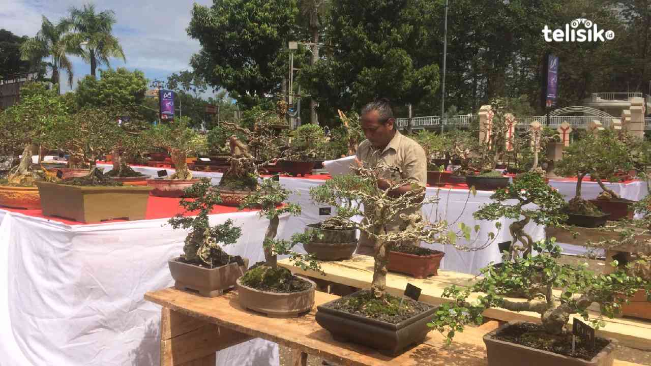 Pecinta Tanaman Bonsai se-Sulawesi Tenggara Berkumpul Unjuk Gigi di Kendari