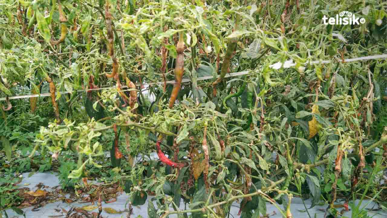 Petani Cabai di Kendari Gagal Panen Akibat Hujan Berkepanjangan