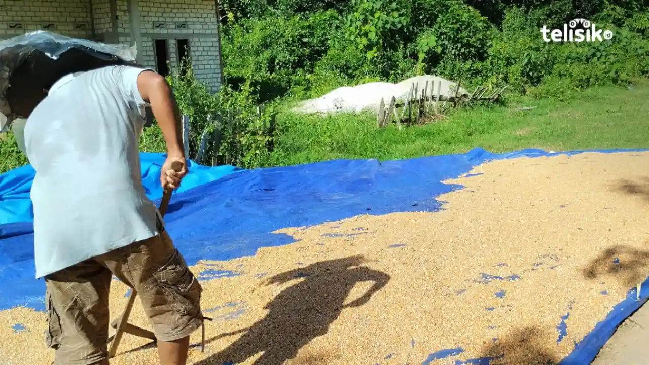 Petani Muna Barat Keluhkan Harga Jagung Anjlok