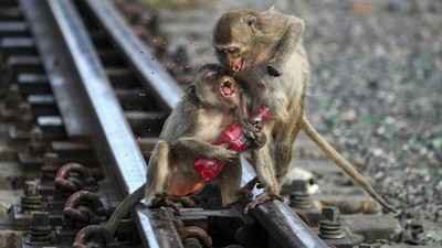 Studi Sebut Kera Besar Suka Bercanda seperti Manusia