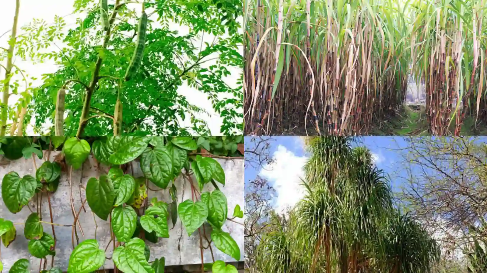 Tanaman Ini Bisa Tangkal Aura Negatif hingga Ditakuti Makhluk Halus