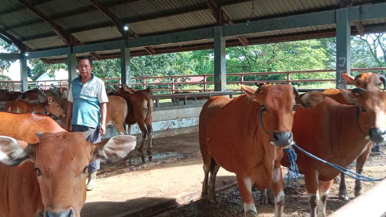 Rumah Potong Hewan Kurban di Kendari Terima Kiriman Sapi Berpenyakit