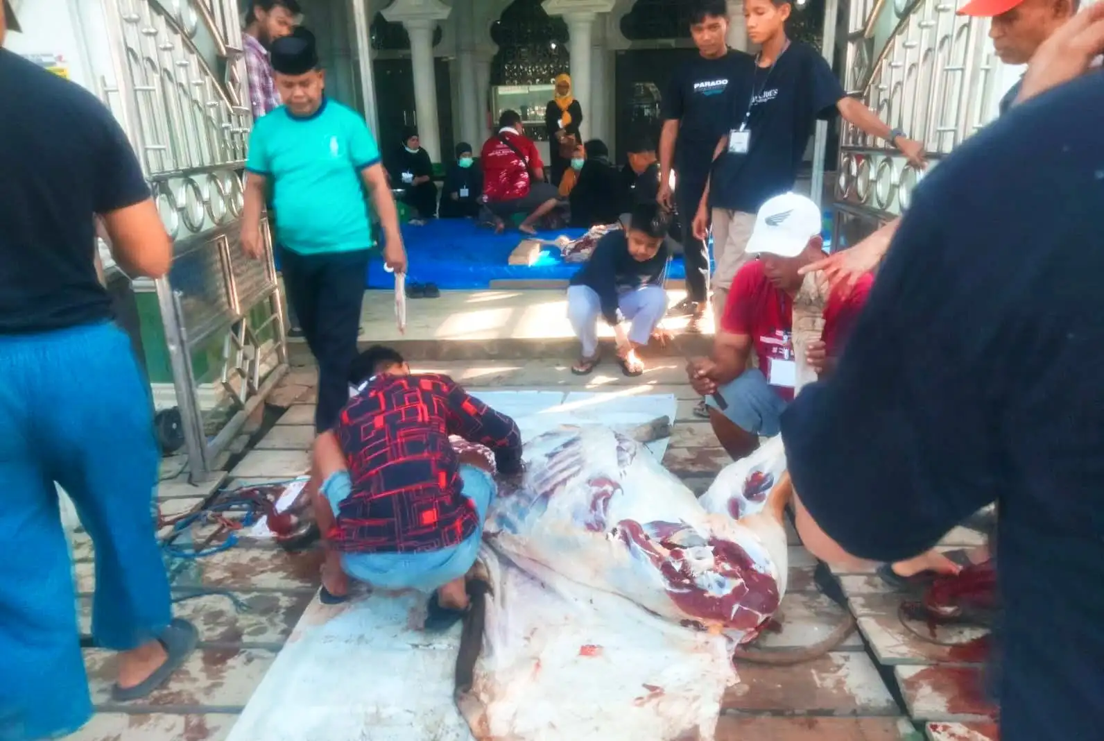 Balon Gubernur Sultra Lukman Abunawas Bagikan 11 Ekor Hewan Kurban untuk Masyarakat