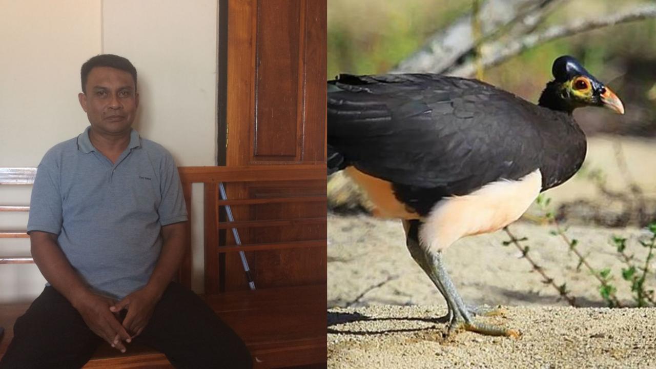 Burung Maleo di Sulawesi Tenggara Terancam Punah, Ini Penyebabnya