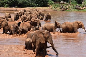 Gajah Panggil Kawanannya dengan Nama Masing-Masing, Begini Penjelasannya