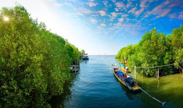 Hari Internasional untuk Konservasi Ekosistem Mangrove Diperingati Setiap 26 Juni, Segini Luas Hutan Mangrove di Tanah Air