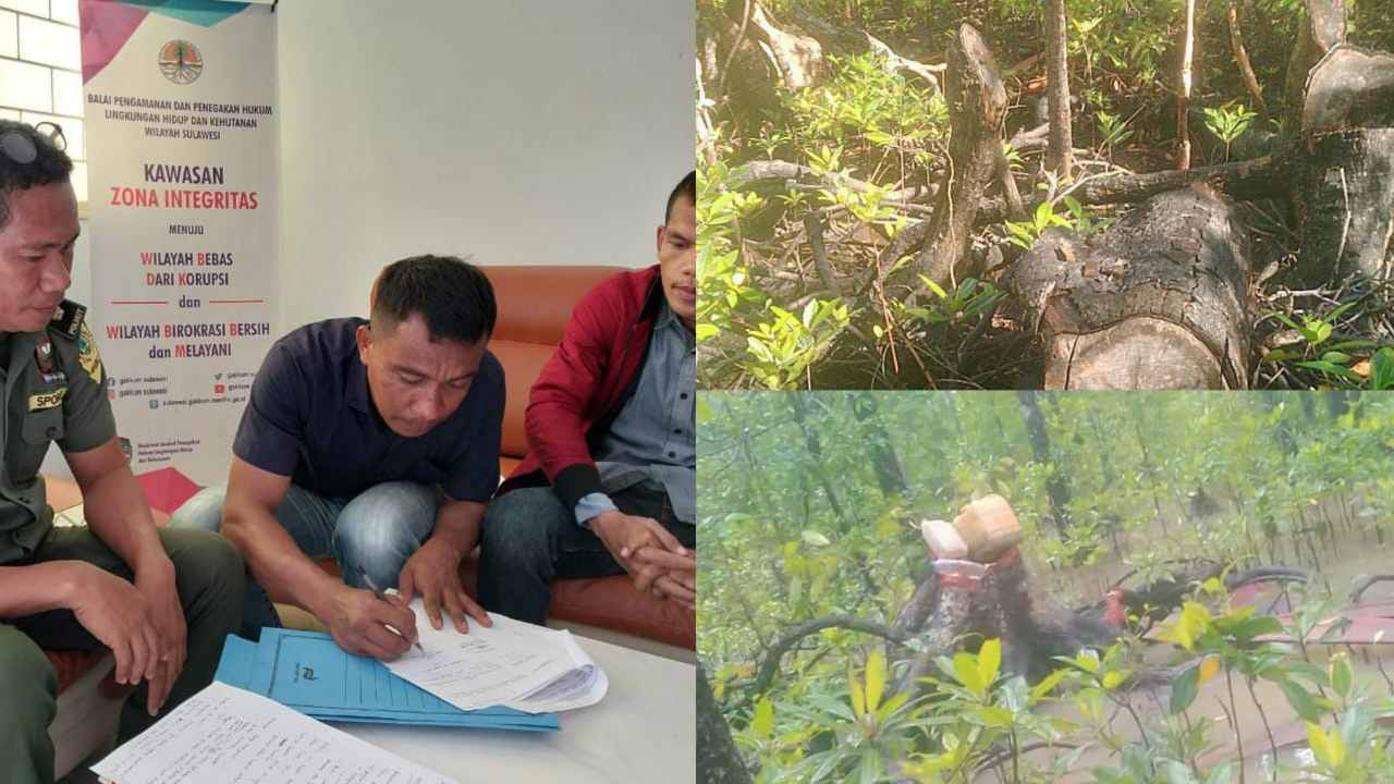Imbas Kawasan Mangrove di Buton Utara Rusak, Masyarakat Adukan Penebang Liar ke Gakkum KLHK