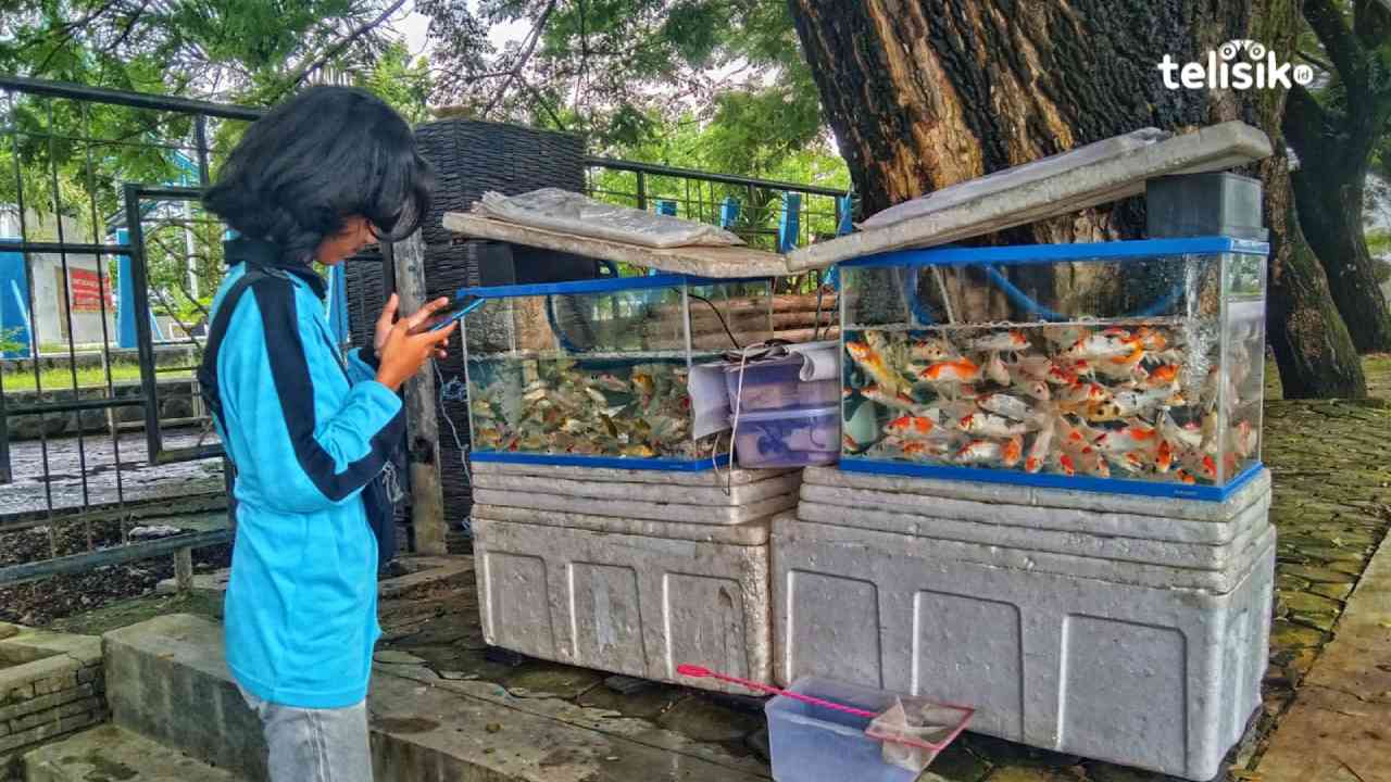 Jatuh Bangun Jual Ikan Hias, Pria di Kota Kendari Ini Pernah Rugi Ratusan Juta