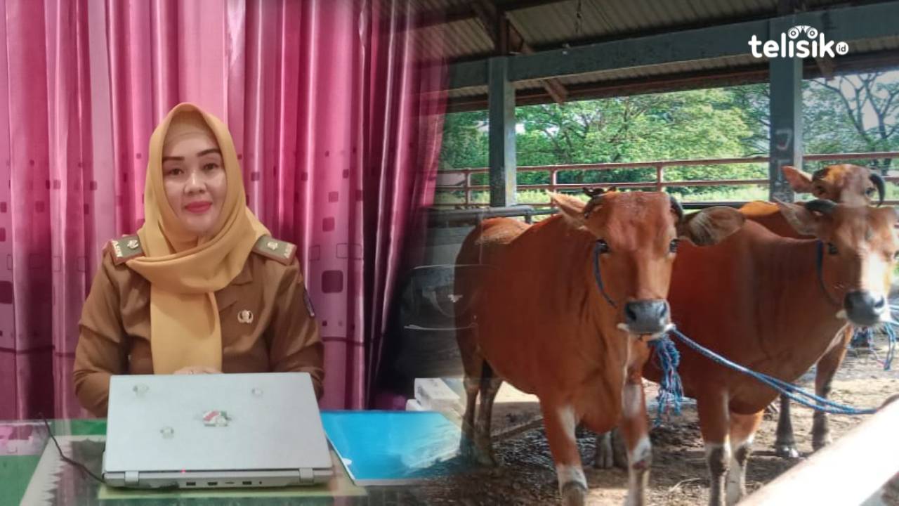 Jelang Hari Raya Idul Adha Pemerintah Kota Kendari Awasi Kelayakan Hewan Kurban