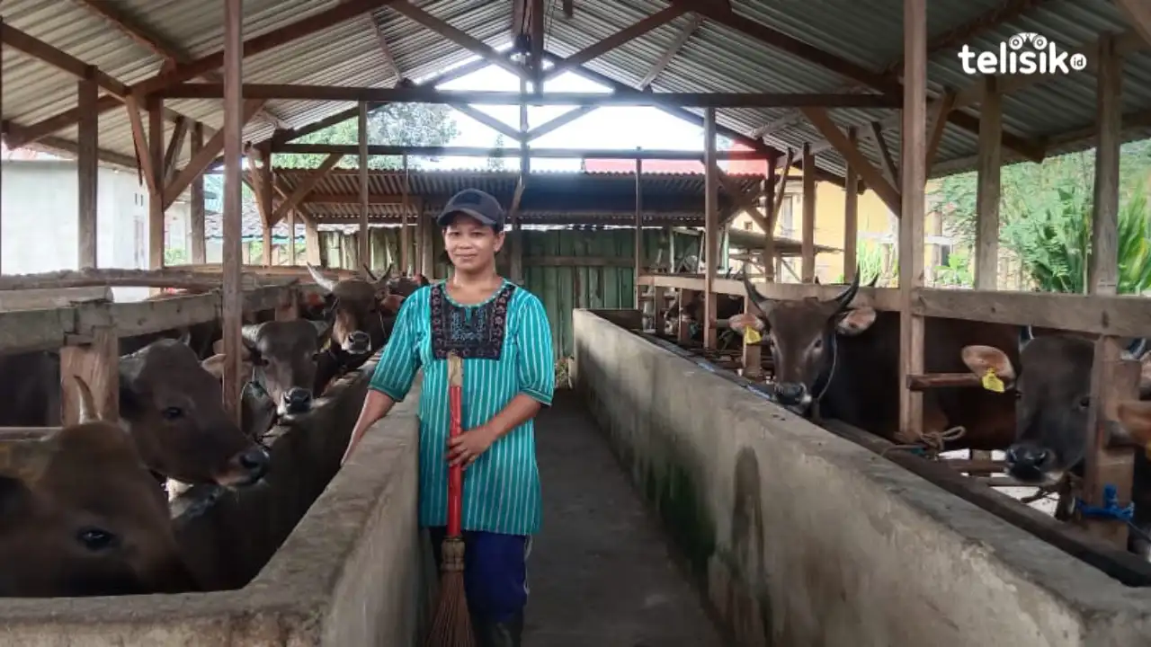 Jelang Idul Adha Harga Sapi Bali di Konda Konawe Selatan Tembus hingga Rp 20 Juta