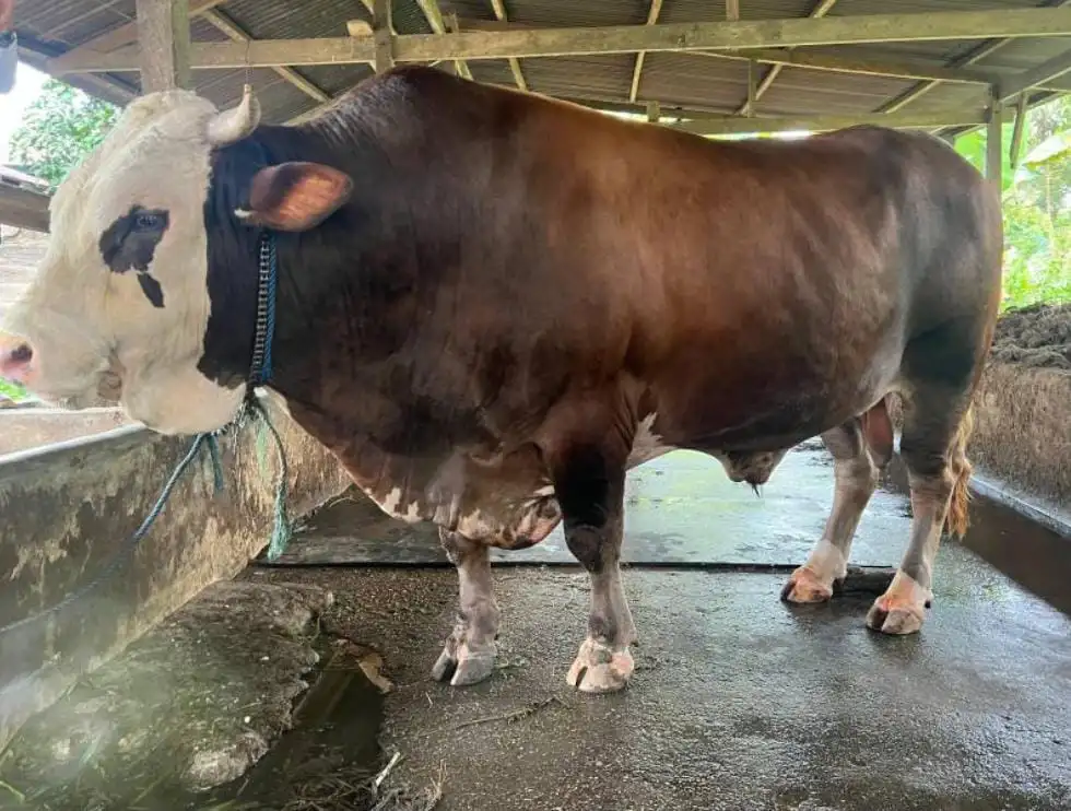 Jelang Idul Adha Presiden Joko Widodo Beri Bantuan Sapi Kurban untuk Warga Sultra