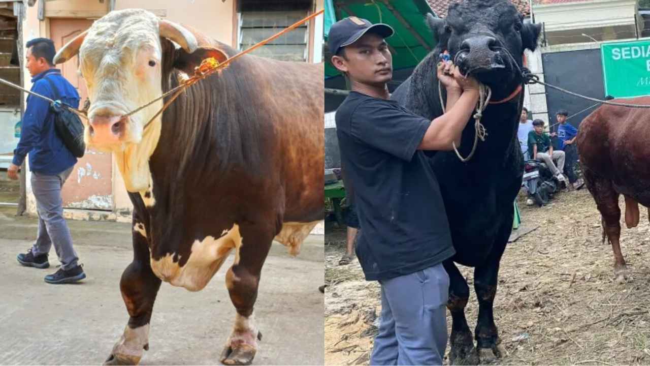 Jokowi Sebar 68 Ekor Sapi di Tanah Air, Prabowo Borong Sapi Kurban Ukuran Monster Harga Setengah Miliar Tanpa Nego