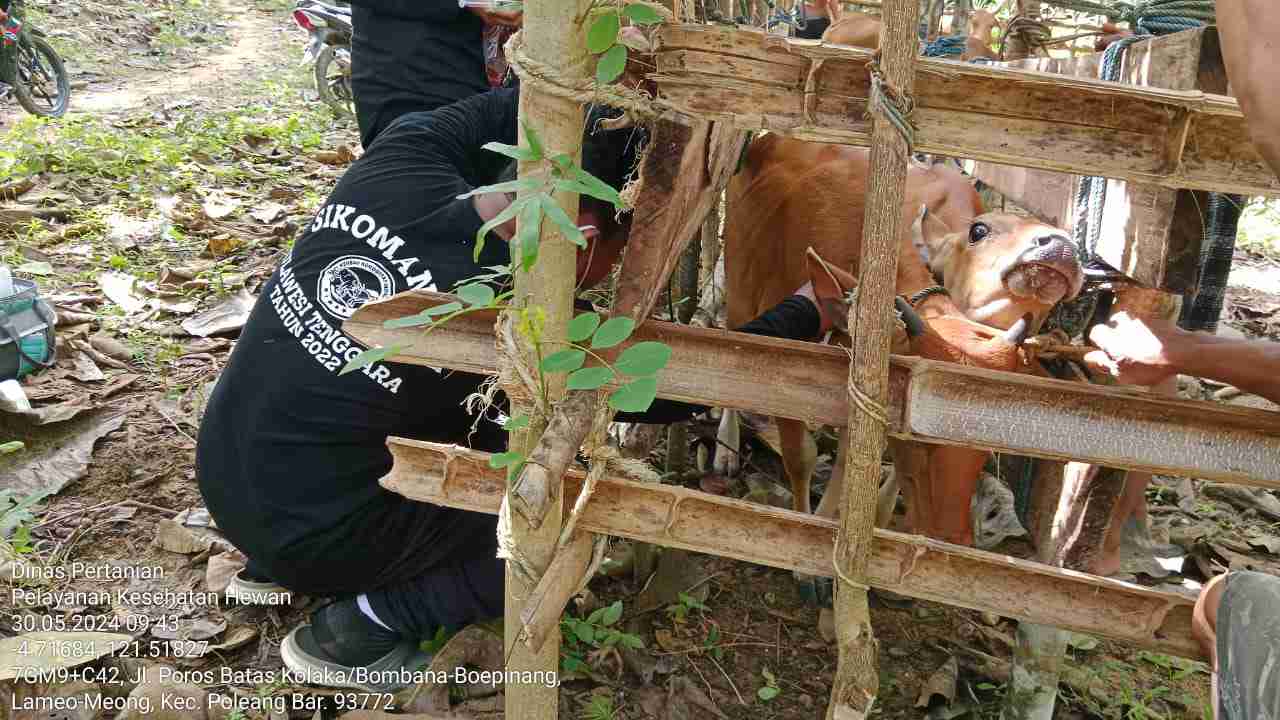 Penyakit Jembrana Serang Sapi Bali di Bombana, Sapi Bisa Mati Tiba-Tiba