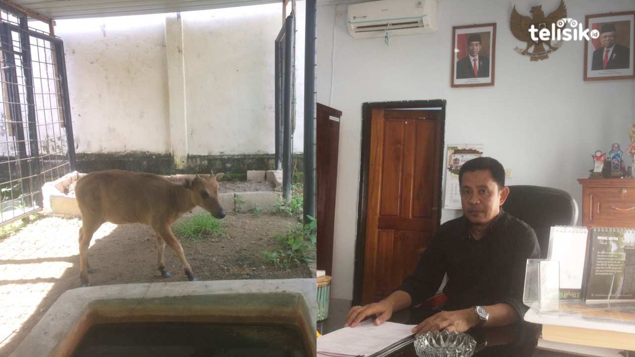 Populasi Satwa Endemik Anoa Sulawesi Tenggara Dipastikan Aman