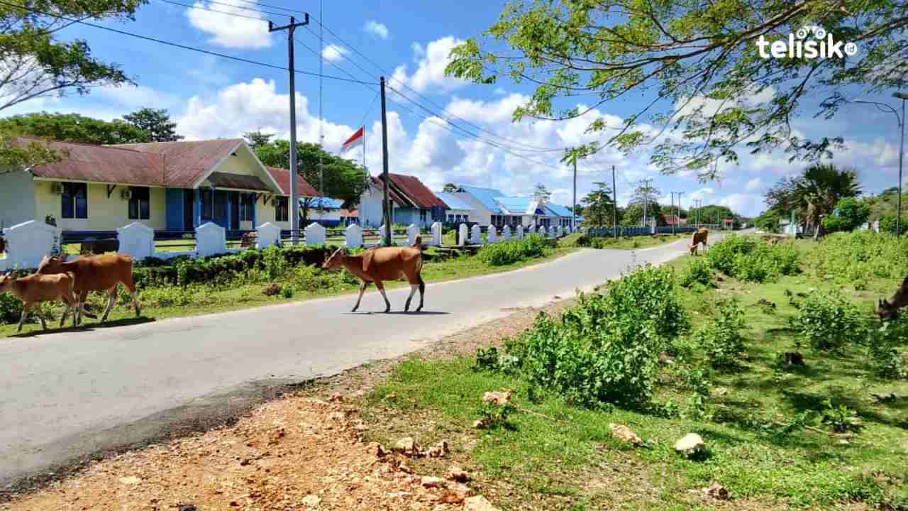 Sapi Berkeliaran Resahkan Masyarakat Muna Barat