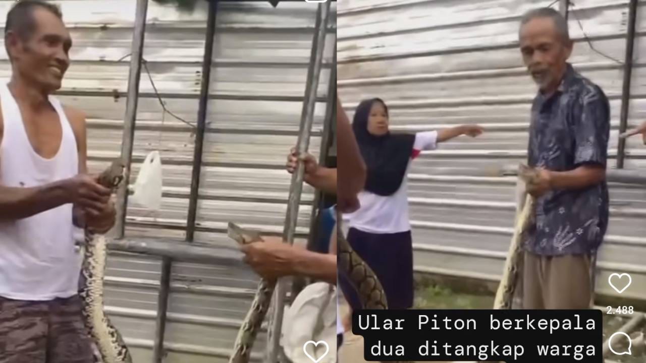Viral Warga Tangkap Ular Piton Berkepala Dua, Ini Kata Ahli