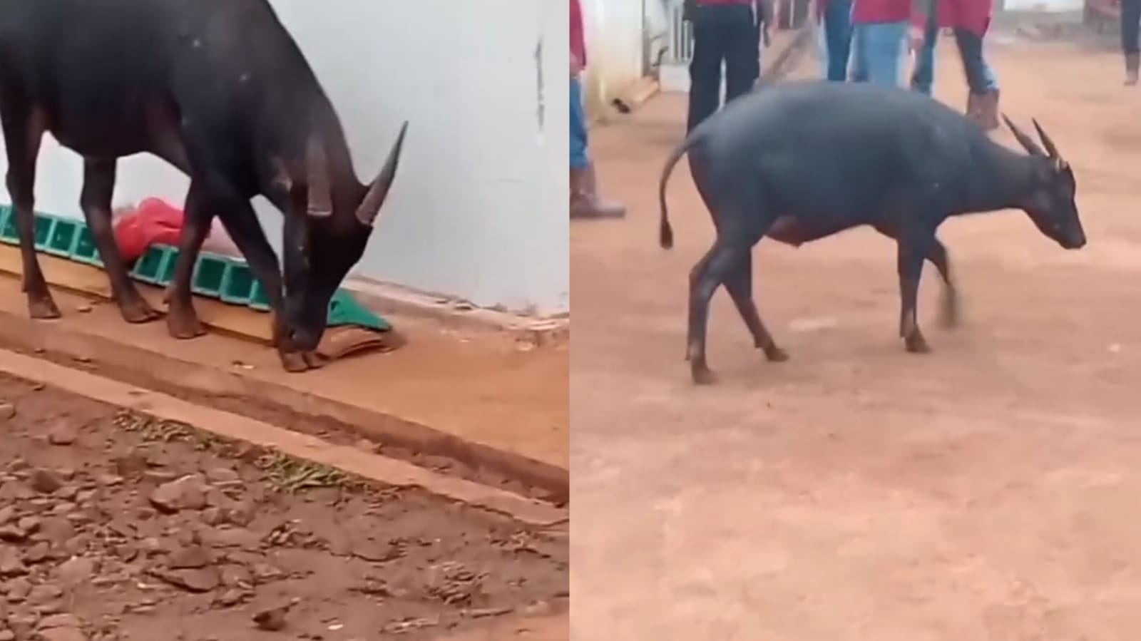 Detik-Detik Anoa Hewan Endemik Sulawesi Tenggara, Masuki Kawasan Perusahaan di Routa Konawe