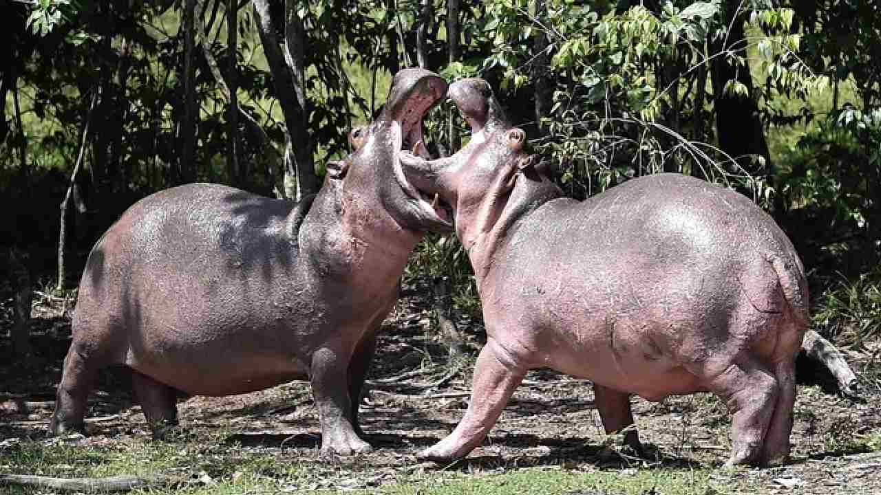 Fakta Unik Kuda Nil Bisa Terbang saat Berlari Kencang, Kata Para Ilmuwan