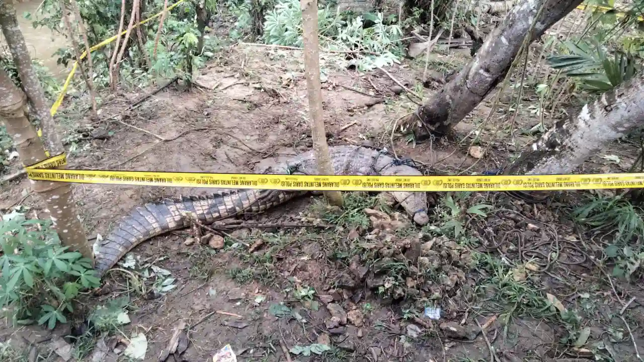 Kerap Muncul di Permukaan, Warga Muna Barat Tangkap Seekor Buaya Besar