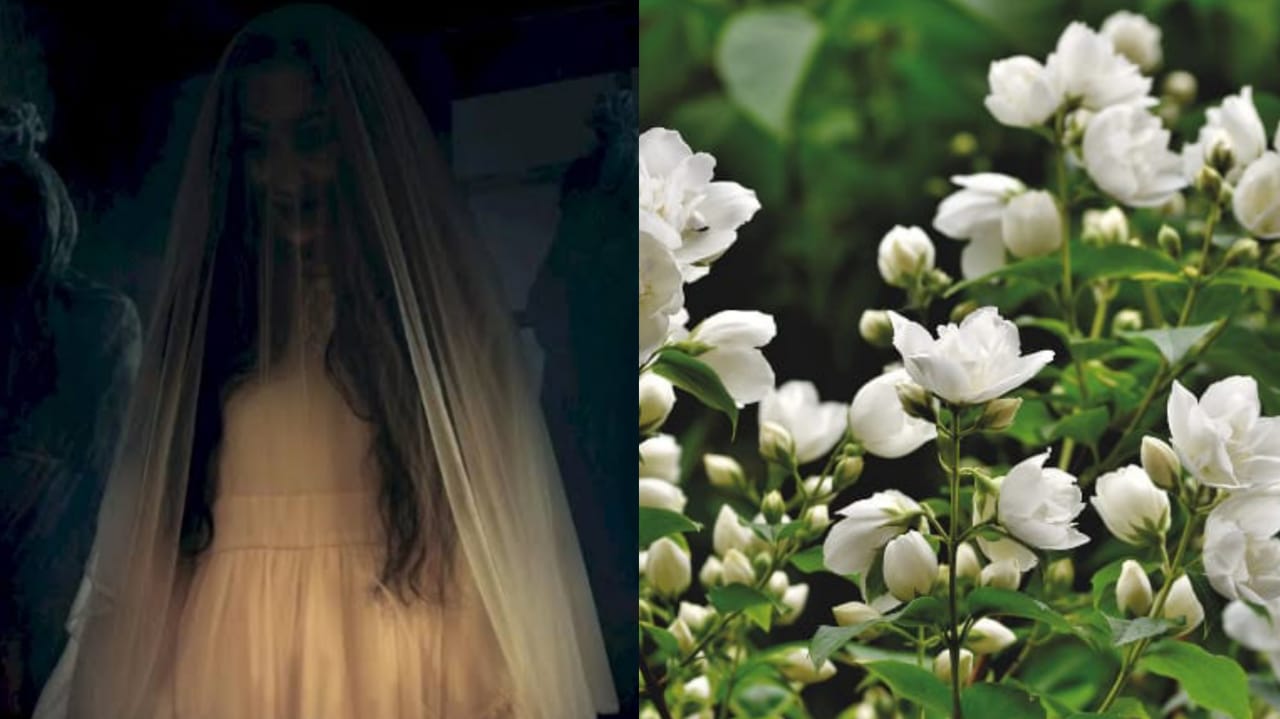 Mistik: Bunga Ini Dipercaya Bisa Datangkan Roh Halus hingga Percepat Jodoh