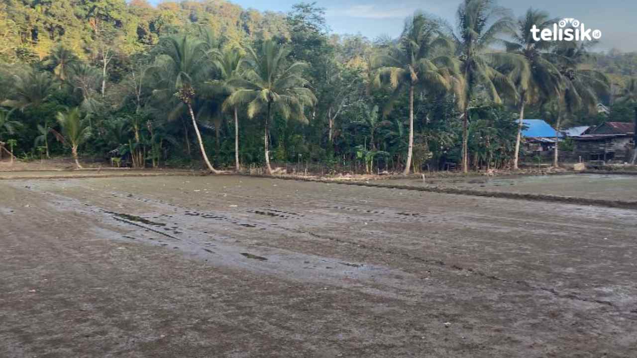 Petani Padi di Baubau Keluhkan Gagal Panen Akibat Banjir